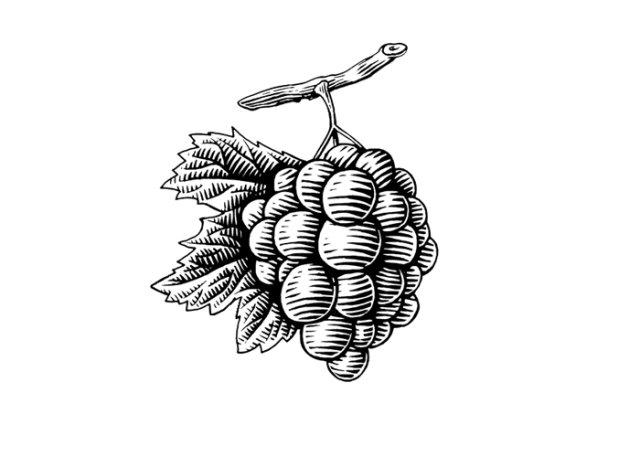 Woodcut Grapes 2